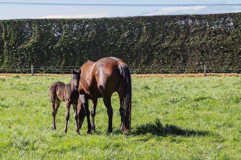Photo of property in 281 Moderates Road, West Eyreton, Rangiora, 7476