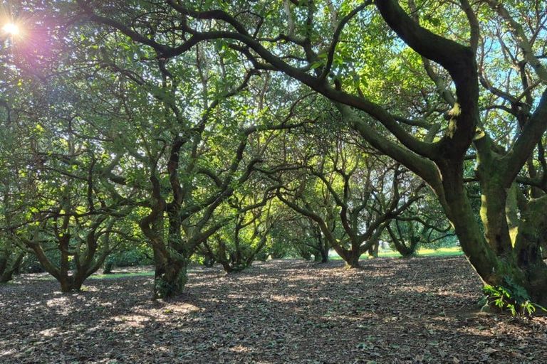 Photo of property in 21 Oikimoke Road, Te Puna, Tauranga, 3176