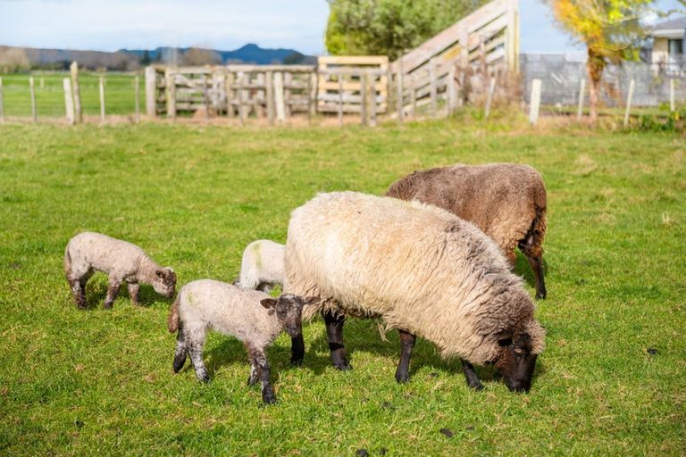 Photo of property in 186b Holland Road, Puketaha, Hamilton, 3286