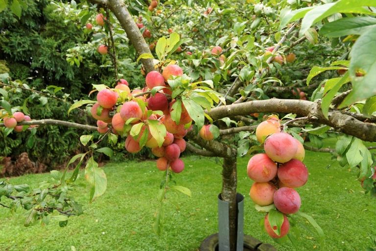 Photo of property in 7 Bonnieglen Road, Omanawa, Tauranga, 3171