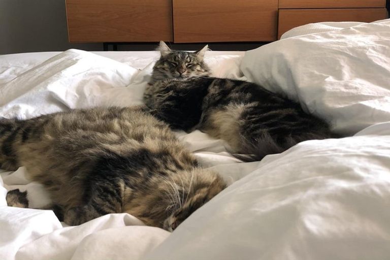 Photo of property in 153 Laingholm Drive, Laingholm, Auckland, 0604