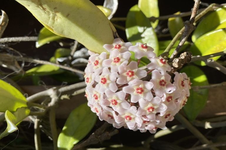 Photo of property in 793 South Titirangi Road, Titirangi, Auckland, 0604