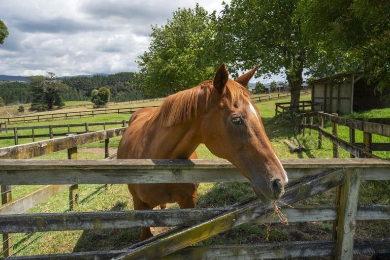 Photo of property in 63c Lowe Road, Whakamarama, Tauranga, 3180