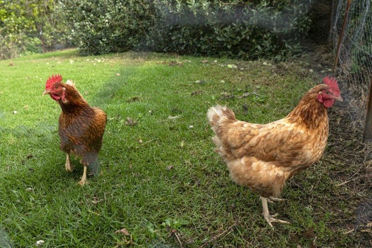 Photo of property in 13c Tarata Court, Redvale, Albany, 0792