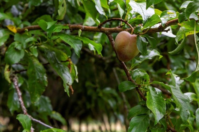 Photo of property in 219 Ahu Ahu Road, Kaitake, New Plymouth, 4374