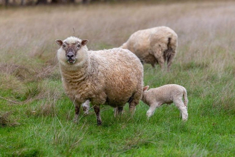 Photo of property in 244 Neal Road, Spring Creek, Blenheim, 7273