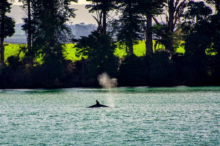 Photo of property in 31 Opouatu Avenue, Glenbrook, 2681