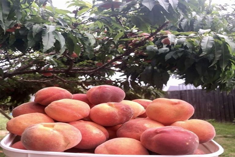 Photo of property in 24 Date Crescent, Aidanfield, Christchurch, 8025