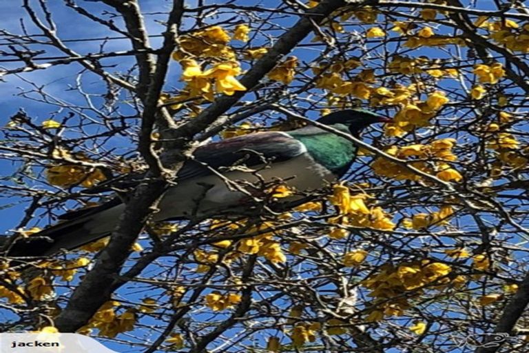 Photo of property in 2035 Kumara Junction Highway, Kumara Junction, Hokitika, 7882