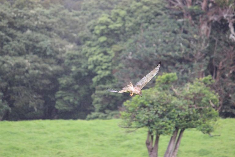 Photo of property in 567 Wharehine Road, Wharehine, Wellsford, 0973