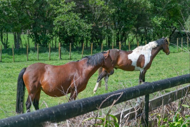 Photo of property in 121 North Manakau Road, Manakau, 5573