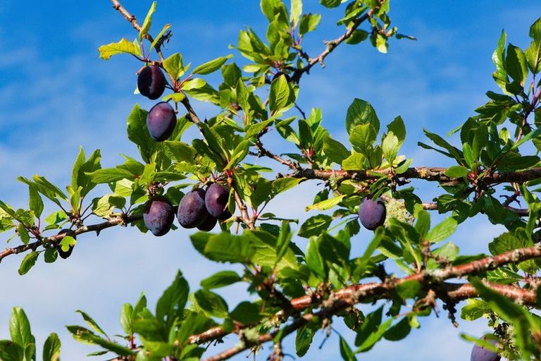 Photo of property in 759 Mount Fyffe Road, Kaikoura Flat, Kaikoura, 7371