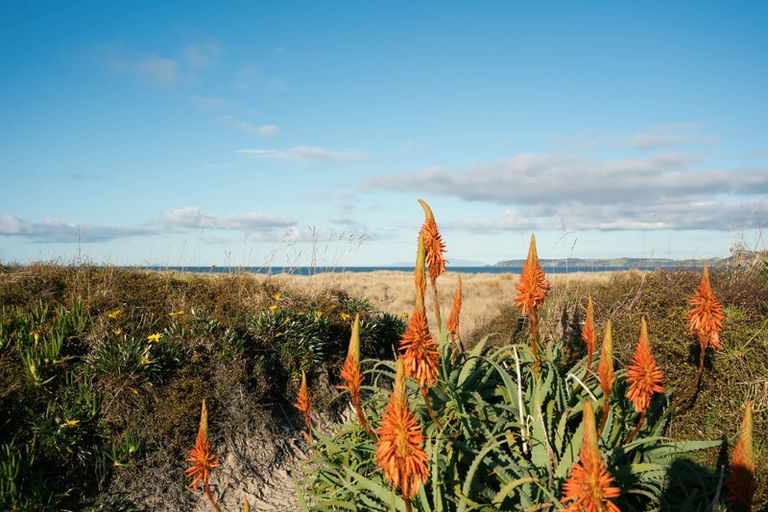 Photo of property in 39 Success Court, Omaha, Warkworth, 0986