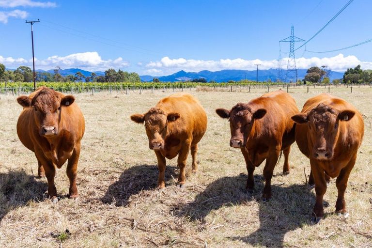 Photo of property in 81 Hardings Road, Riverlands, Blenheim, 7274