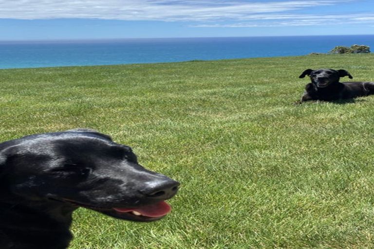 Photo of property in 389 Ocean Beach Road, Ocean Beach, Waimarama, 4294