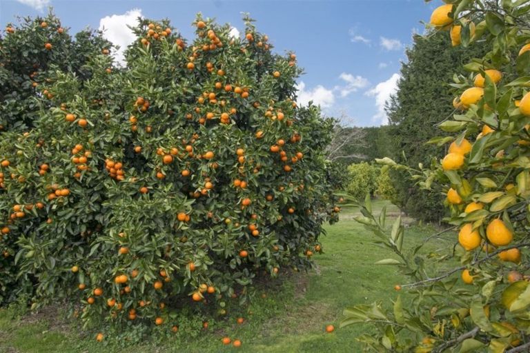 Photo of property in 92 Pukakura Road, Katikati, 3178