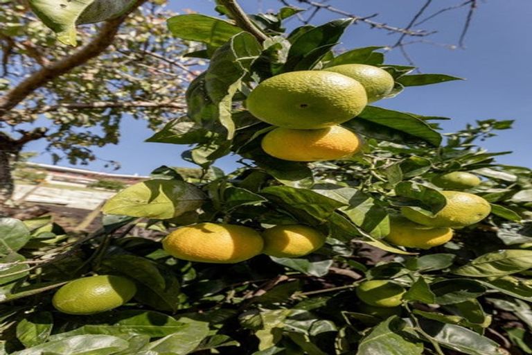 Photo of property in 21 Omokoroa Road, Omokoroa, 3114