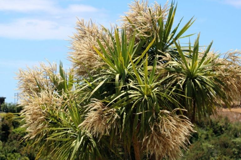 Photo of property in 38 The Crescent, Langs Beach, Waipu, 0582