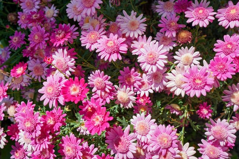 Photo of property in 54 Kilmarnock Court, Strathern, Invercargill, 9812