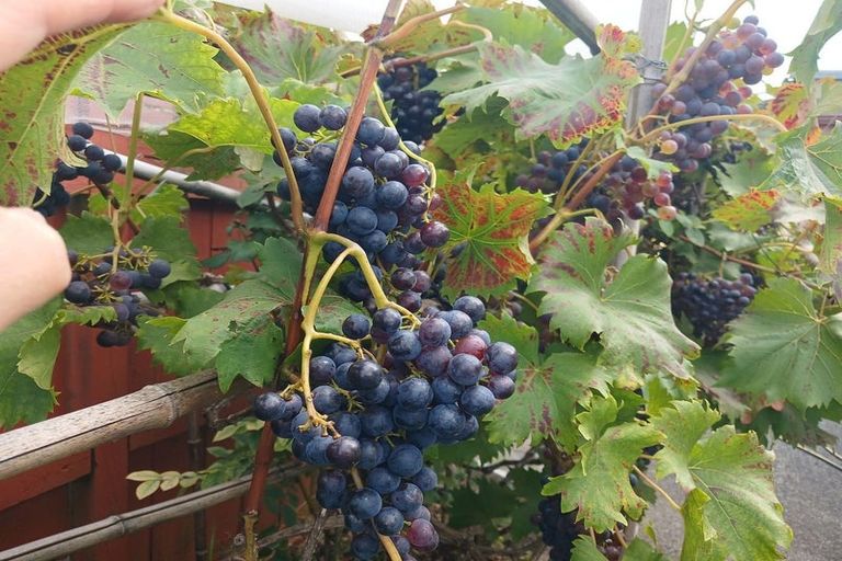 Photo of property in 10 Mary Forgham Drive, Greenhithe, Auckland, 0632