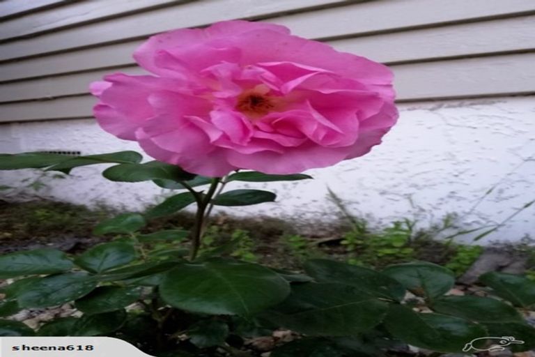 Photo of property in 35 York Street, Hamilton East, Hamilton, 3216