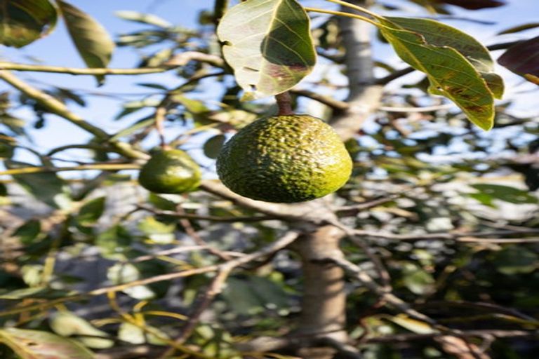 Photo of property in 19 Costello Drive, Ngatea, 3503