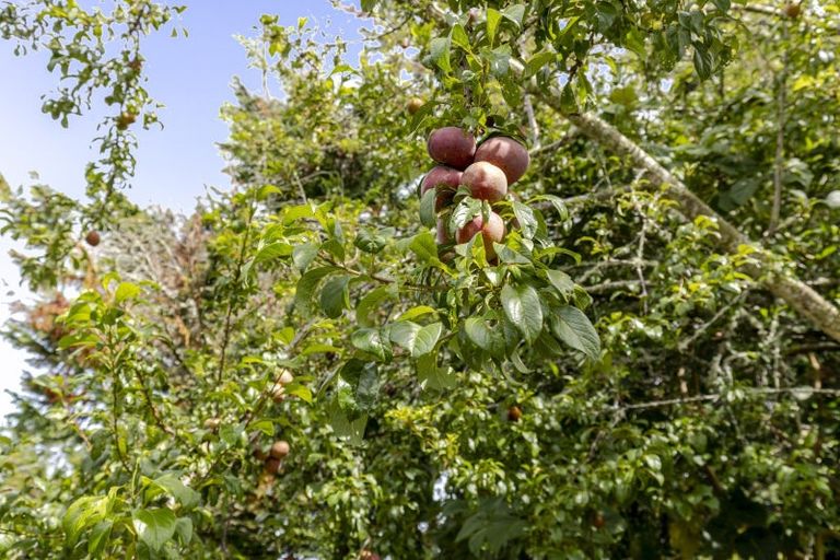 Photo of property in 327 Awai Road, Tarurutangi, New Plymouth, 4372