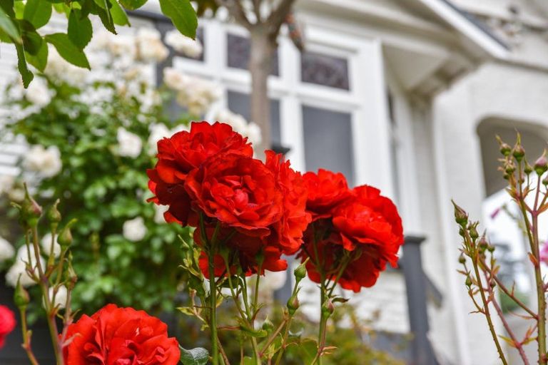 Photo of property in 155 Victoria Road, Saint Clair, Dunedin, 9012