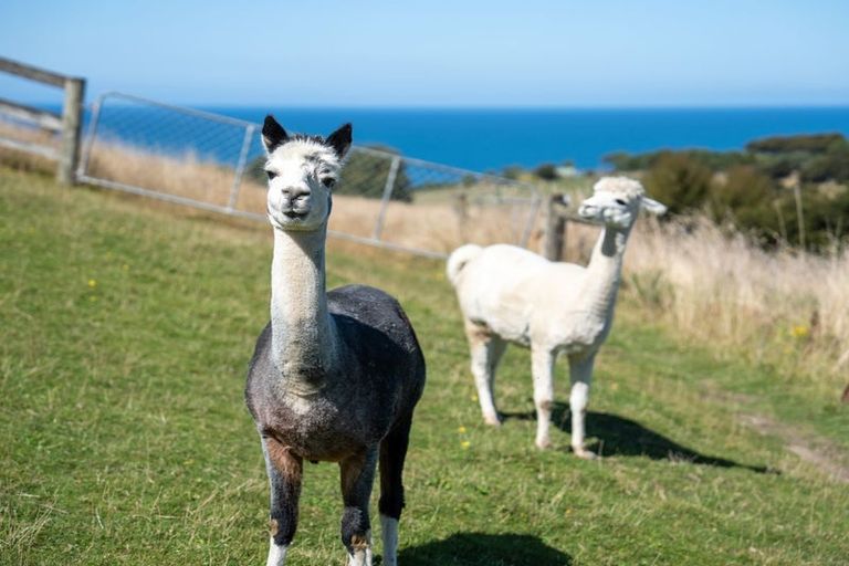 Photo of property in 291 Big Stone Road, Brighton, 9091