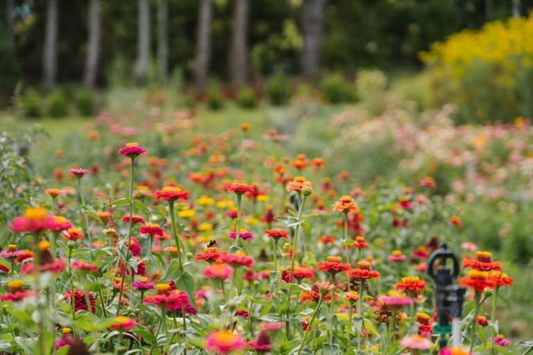 Photo of property in 259 Wainui Road South, Whakamarama, Katikati, 3181