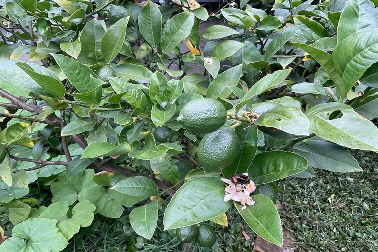 Photo of property in 74 Cambridge Terrace, Waterloo, Lower Hutt, 5011