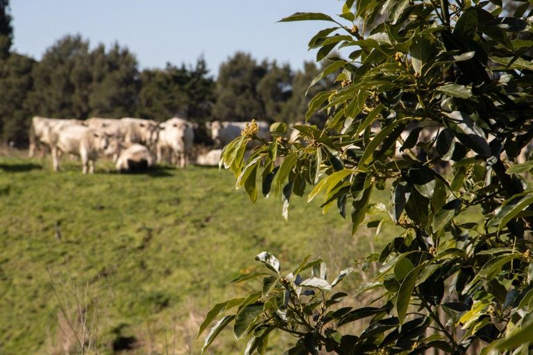 Photo of property in 231 Walford Road, Aongatete, Katikati, 3181