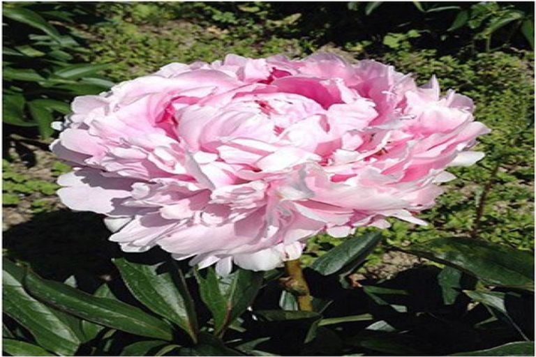 Photo of property in 83 Boundary Road, Upper Plain, Masterton, 5888