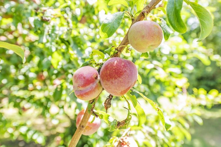 Photo of property in 187 Tancreds Road, Lincoln, Christchurch, 7672