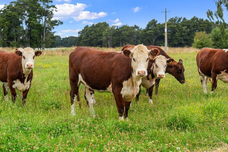 Photo of property in 632 Campbell Road, Richmond Downs, Walton, 3475