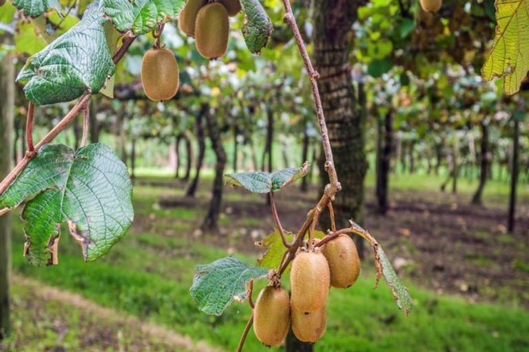 Photo of property in 43 Penmoral Lane, Lower Kaimai, Tauranga, 3171