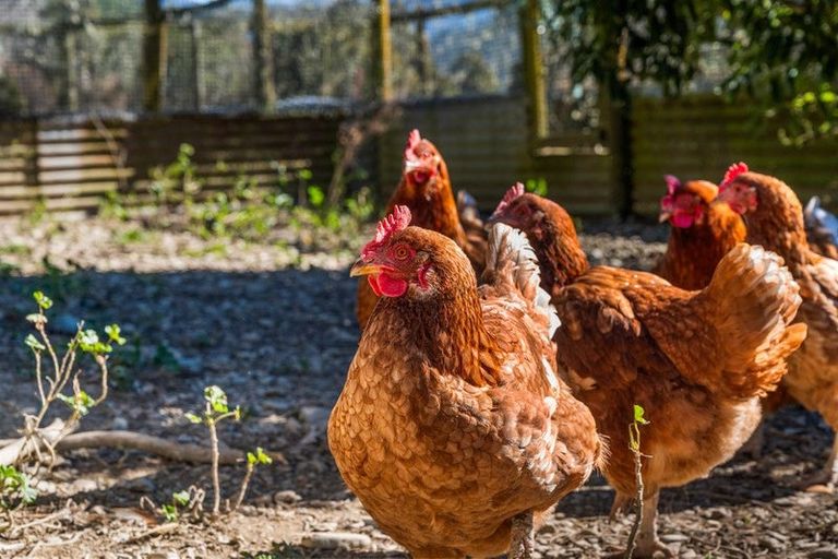 Photo of property in 561 Opouri Road, Rai Valley, 7194