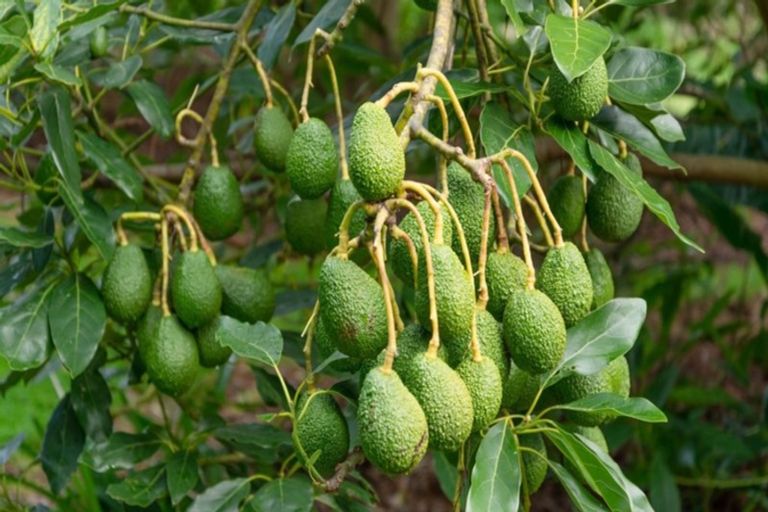 Photo of property in 51 Sinclair Road, Whakamarama, Tauranga, 3179