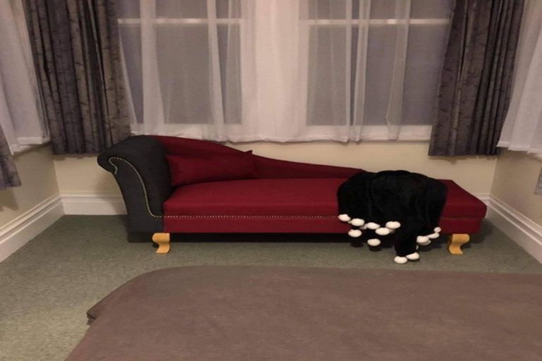 Photo of property in 137 Cambridge Street, Levin, 5510