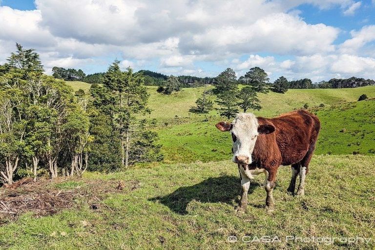 Photo of property in 141 Adams Road, Glenbervie, Whangarei, 0175