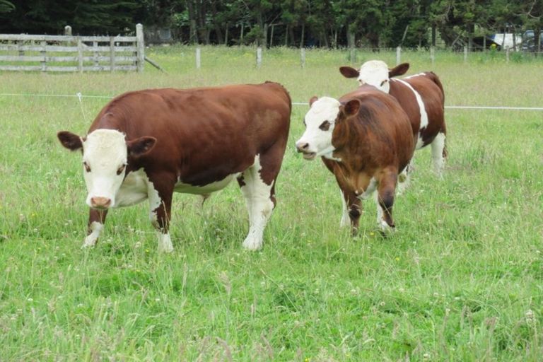 Photo of property in 104 Cd Farm Road, Levin, 5571