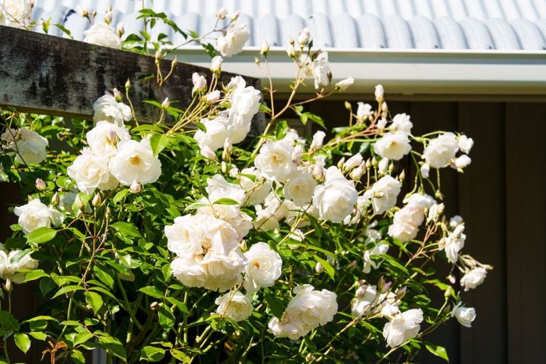 Photo of property in 54 Scurr Road, Scroggs Hill, Dunedin, 9076