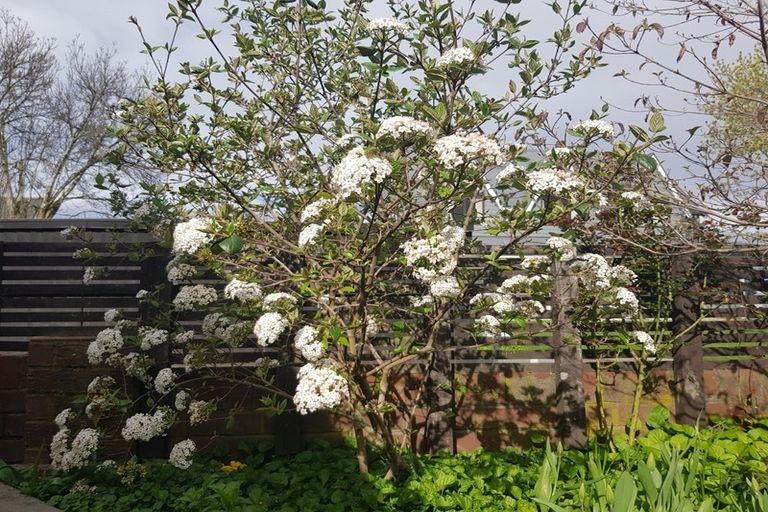 Photo of property in 2/5 Chokebore Place, Sockburn, Christchurch, 8042