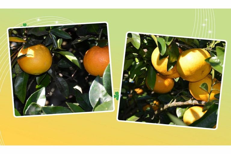 Photo of property in 27 Hinemotu Avenue, Kawerau, 3127