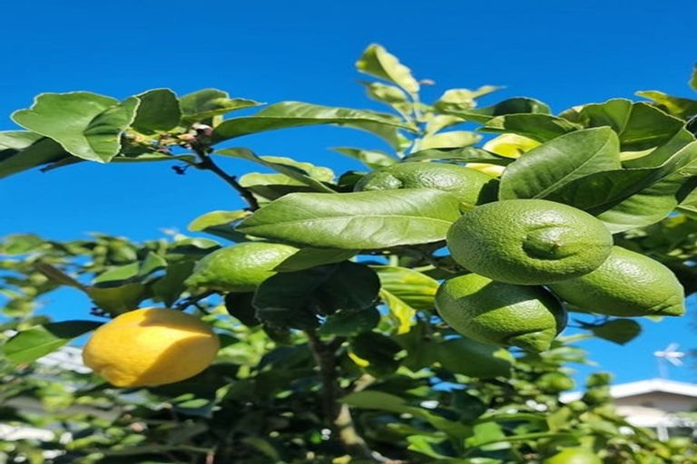 Photo of property in 8 Brasell Street, Fairfield, Lower Hutt, 5011