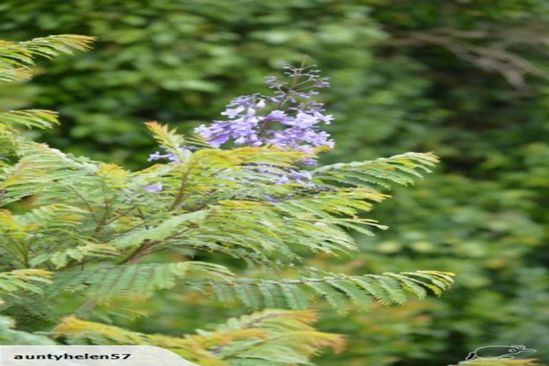 Photo of property in 103 Campbell Street, Thames, 3500