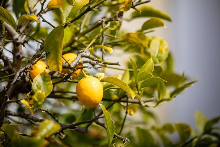 Photo of property in 7 Griffiths Place, Claudelands, Hamilton, 3214