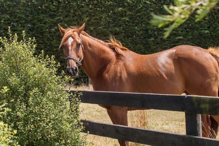 Photo of property in 263 Lehmans Road, Fernside, Rangiora, 7471