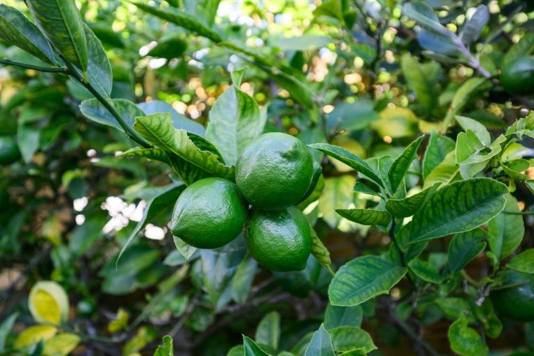 Photo of property in 28 Buick Crescent, Awapuni, Palmerston North, 4412