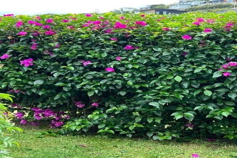 Photo of property in 19 Banks Boulevard, Whitby, Porirua, 5024